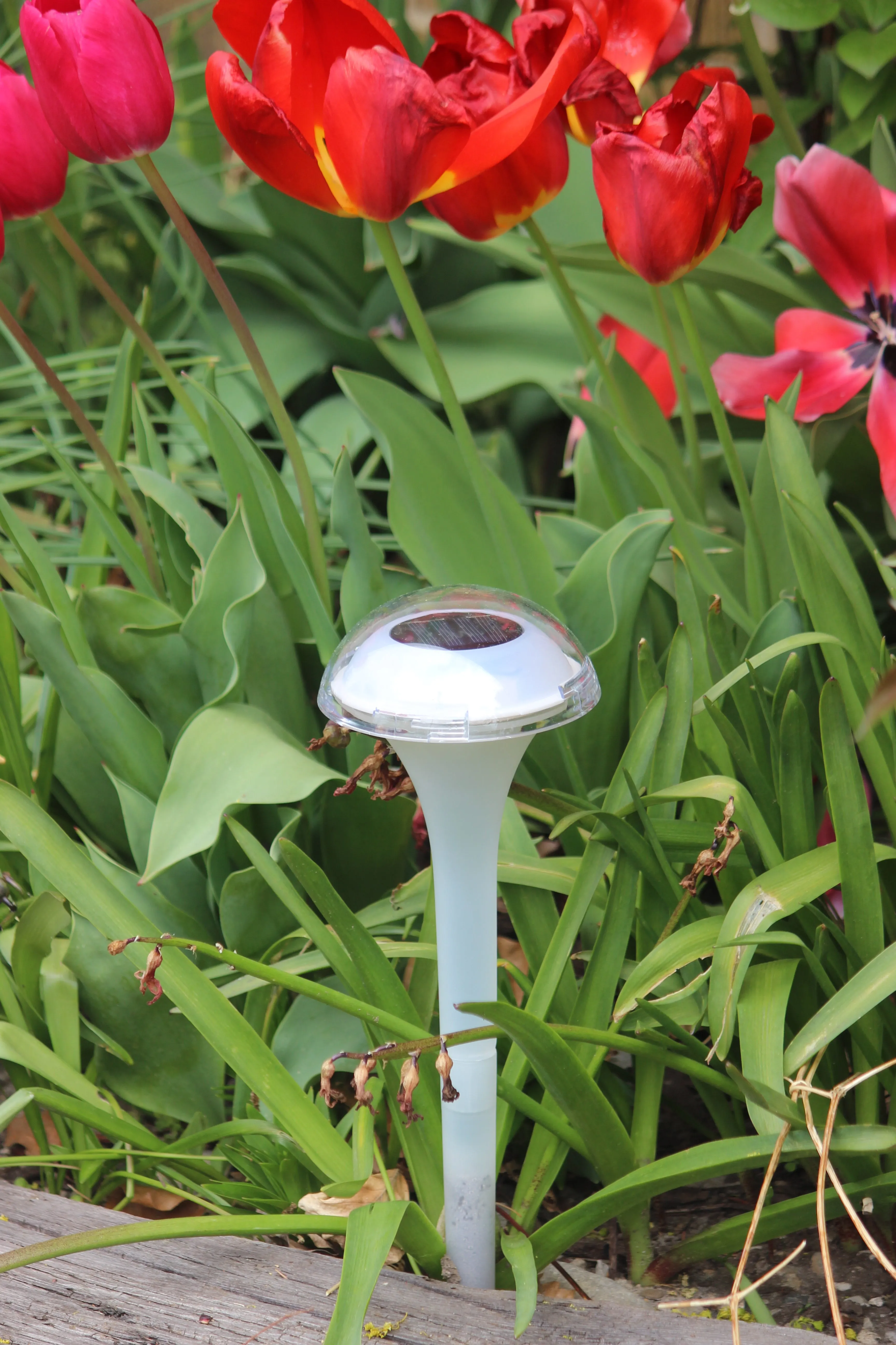 BigM RGB Color Changing Solar Mushroom Lights for Landscaping Gardens