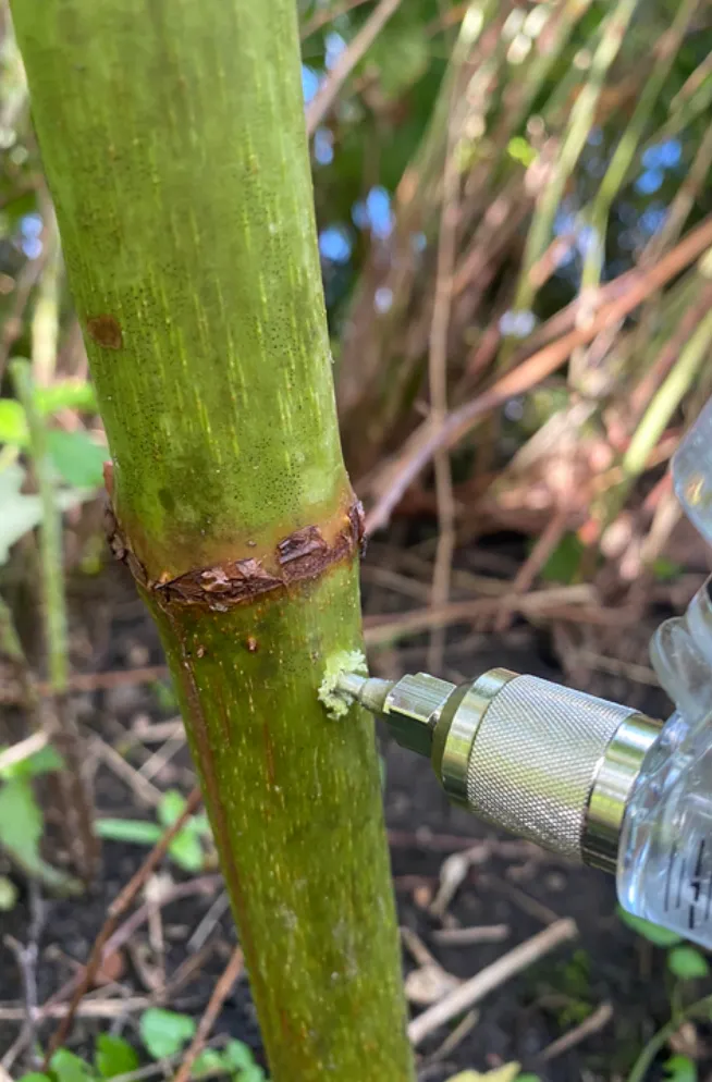 Hand Twist Drill with Carbide Tip for Knotweed