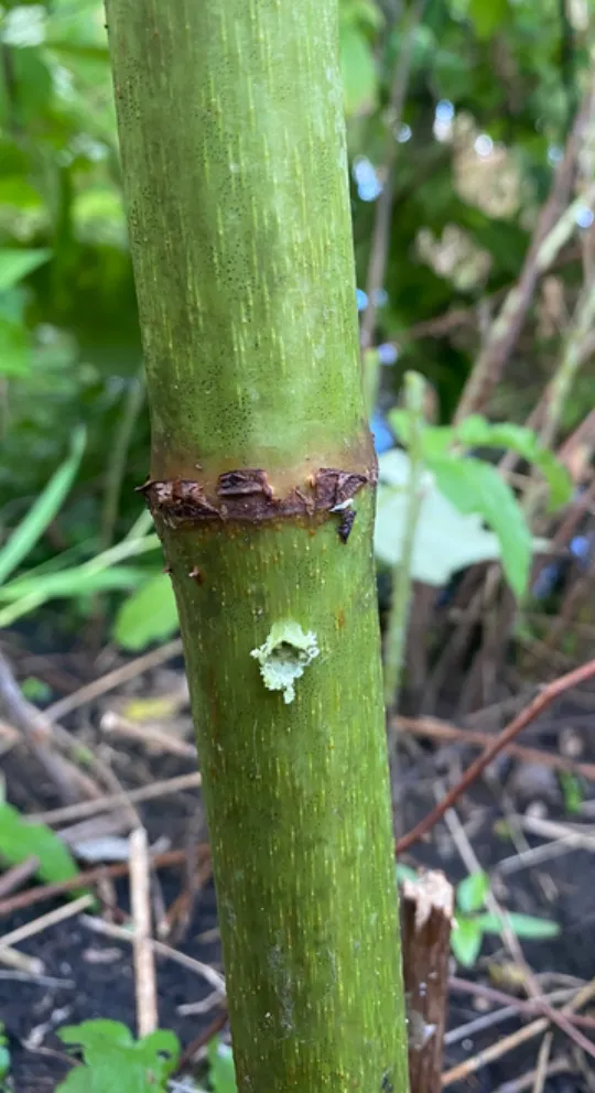 Hand Twist Drill with Carbide Tip for Knotweed