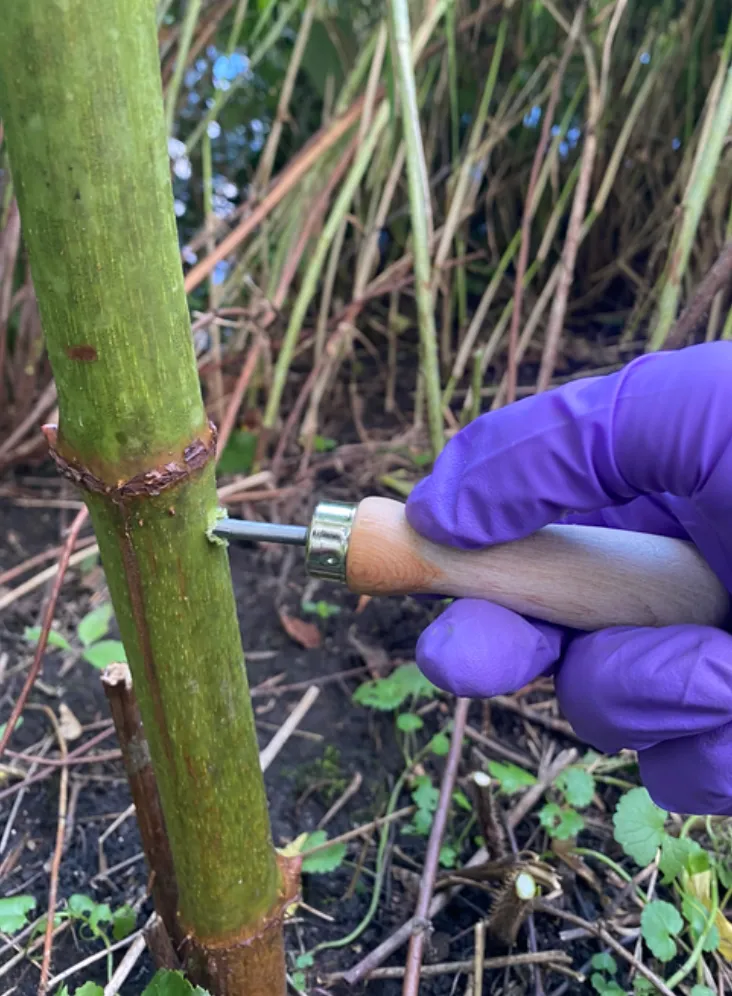 Hand Twist Drill with Carbide Tip for Knotweed