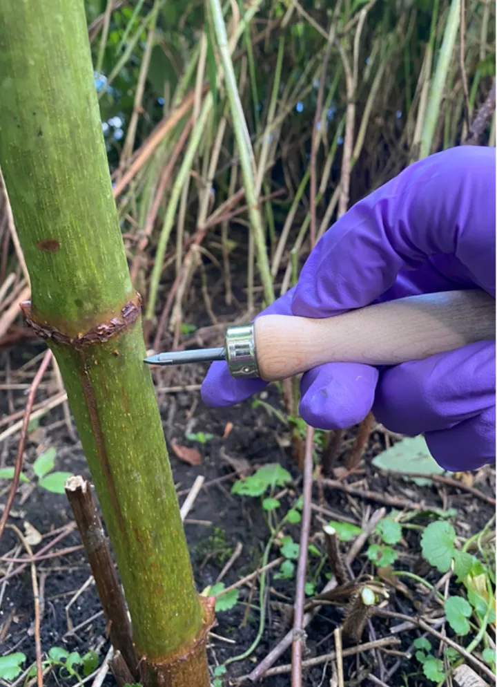 Hand Twist Drill with Carbide Tip for Knotweed