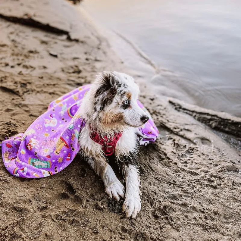 Summer Days - Adventure Dog Towel