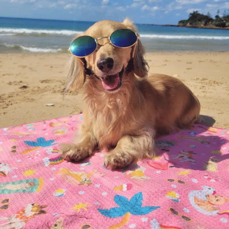 Summer Days - Adventure Dog Towel