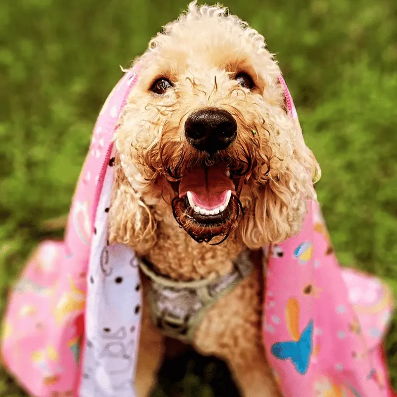 Summer Days - Adventure Dog Towel