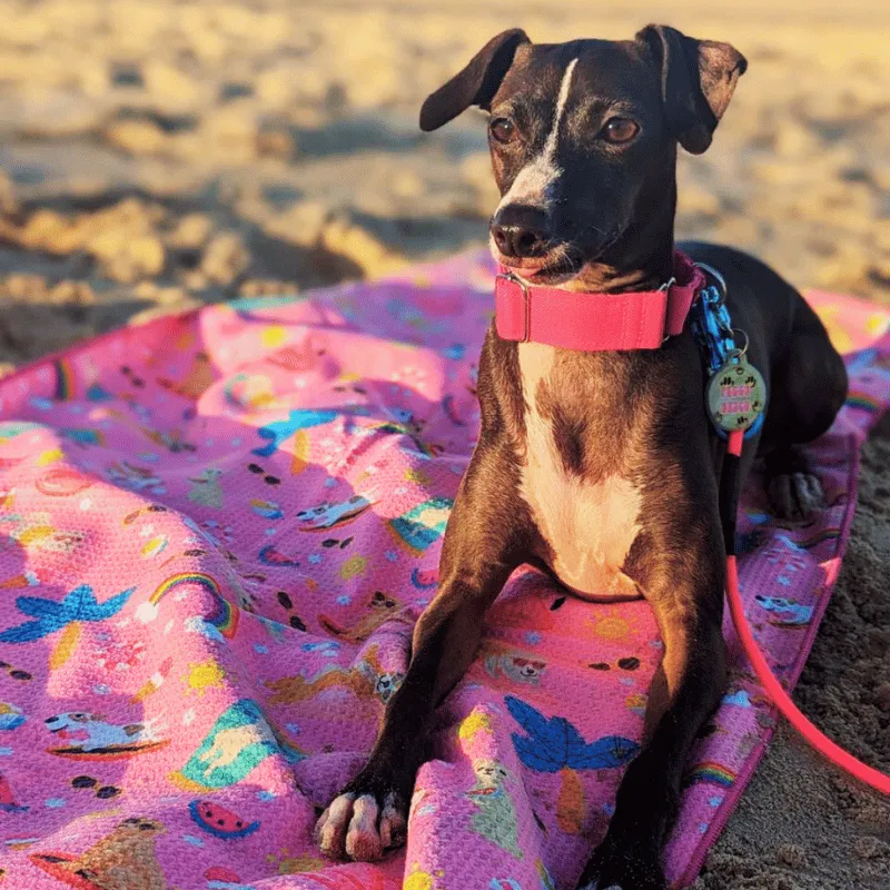 Summer Days - Adventure Dog Towel