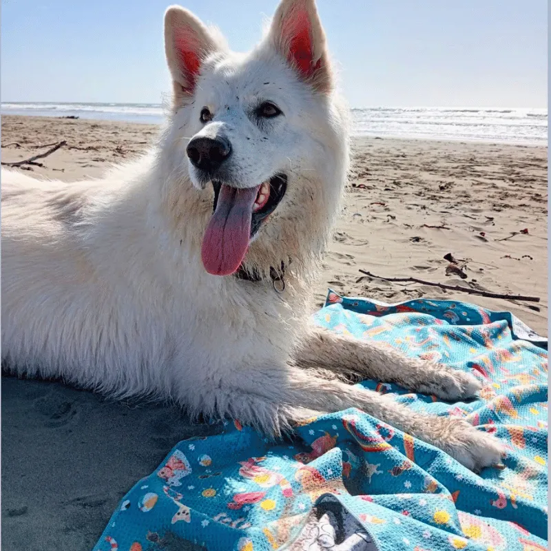 Summer Days - Adventure Dog Towel